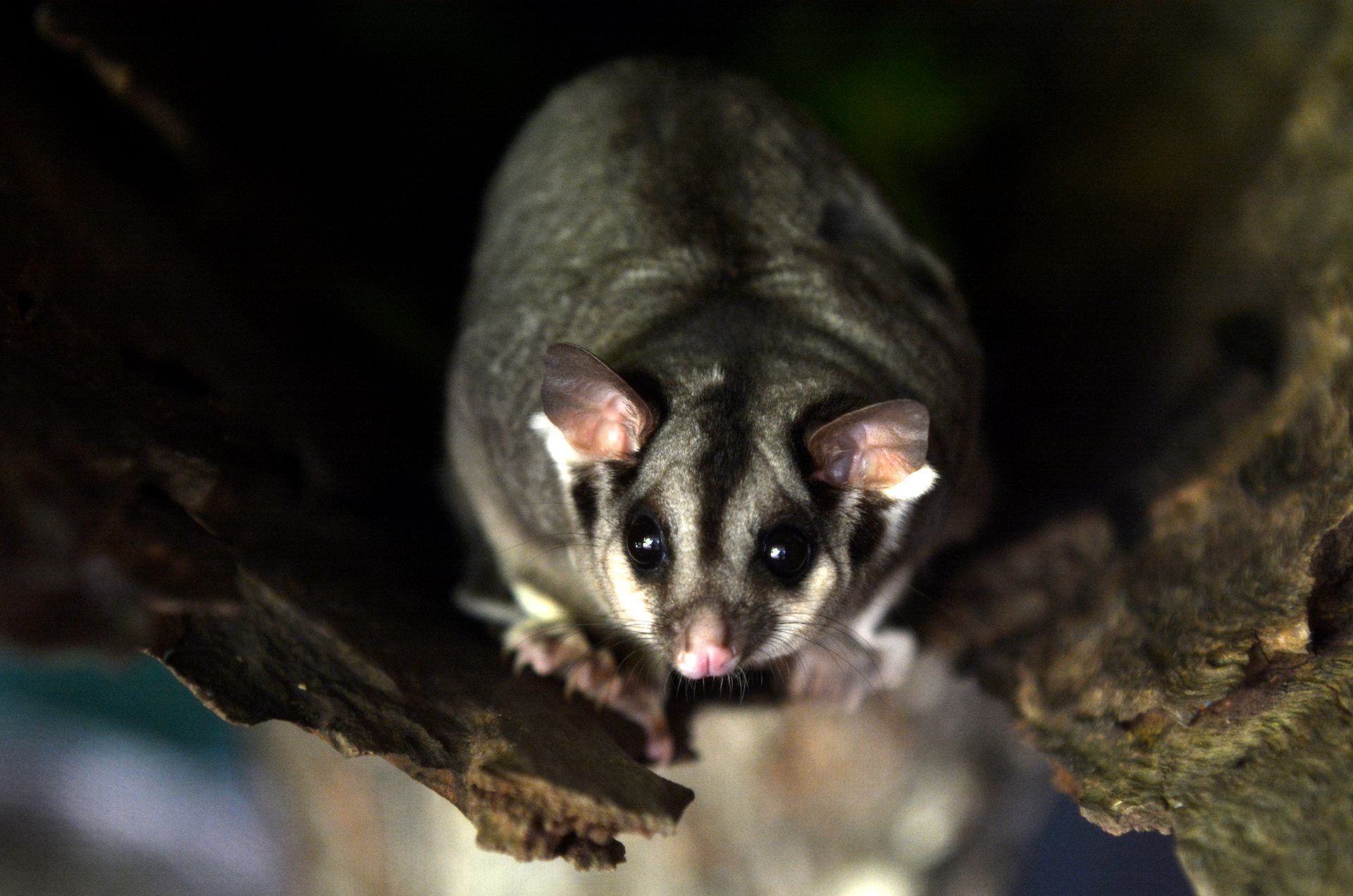 Sugar Glider | Perth Zoo